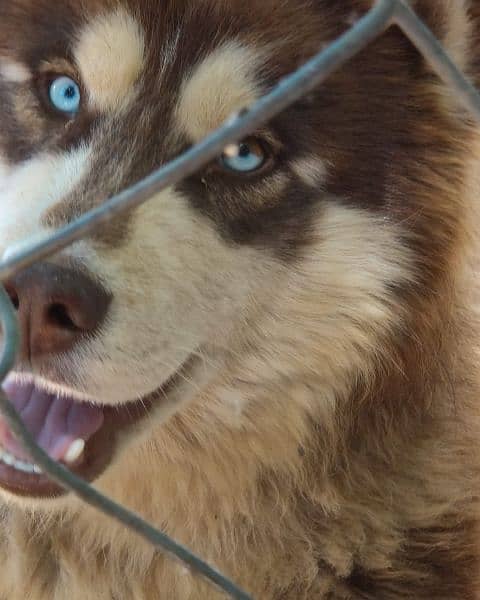 2 years old syberian husky(male) 6