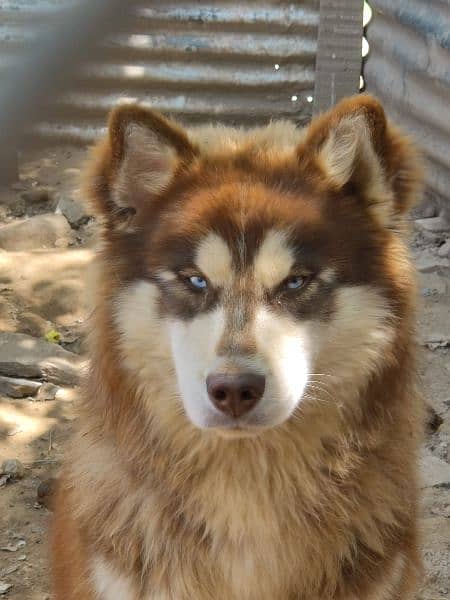 2 years old syberian husky(male) 7