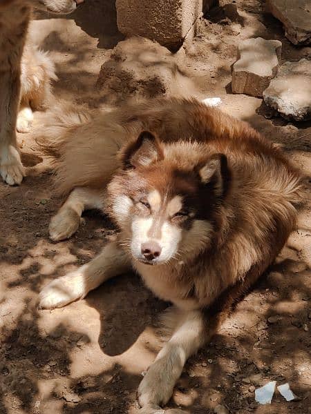 2 years old syberian husky(male) 8