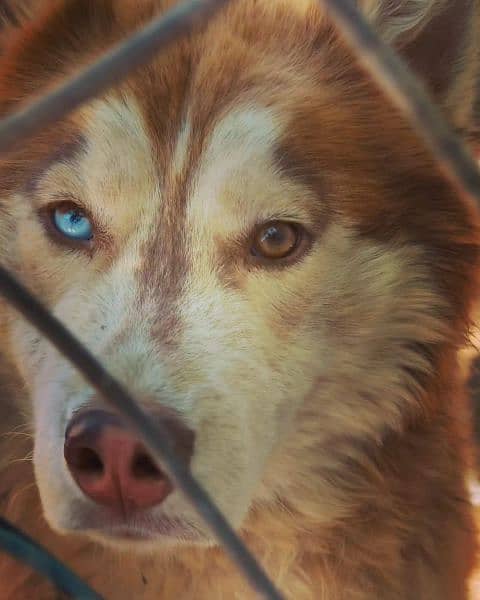 2 years old syberian husky(male) 9