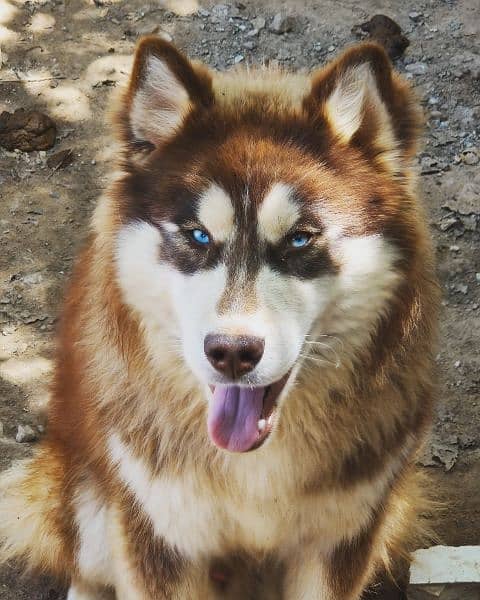 2 years old syberian husky(male) 10