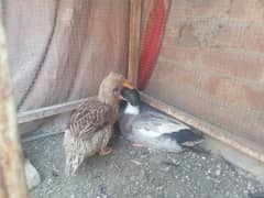 offer for one week a pair of ducks beautiful male and female