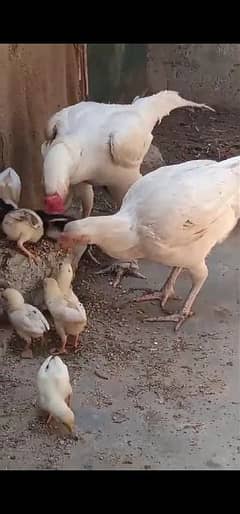 pure heera madi with chicks paper whitemadi with chicks