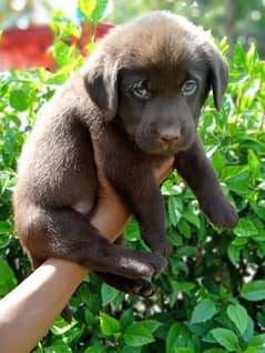chocolate Labrador puppies