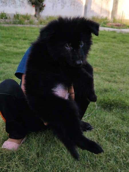 47 days old black German Shepherd male pup 0