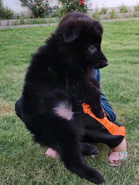 47 days old black German Shepherd male pup 1