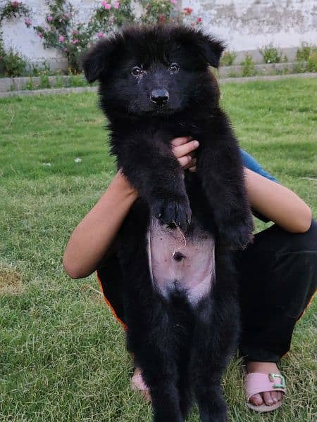 47 days old black German Shepherd male pup 2