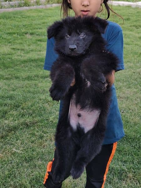 47 days old black German Shepherd male pup 3