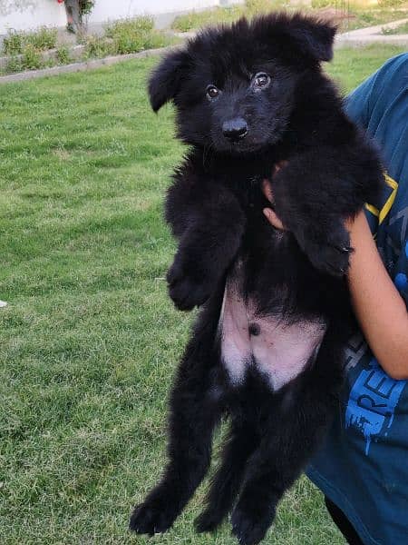 47 days old black German Shepherd male pup 4