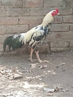 Beautiful white Mianwali Jawa rooster (fixed price)