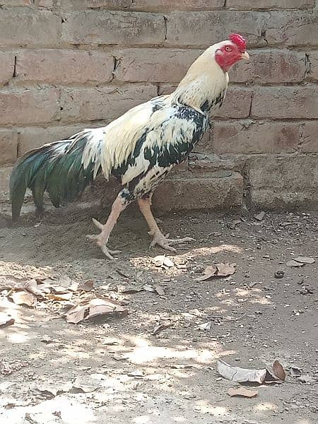 Beautiful white Mianwali Jawa rooster (fixed price) 1