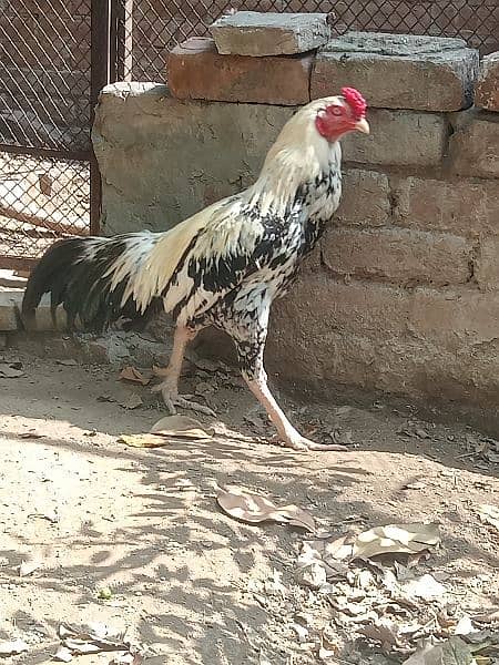Beautiful white Mianwali Jawa rooster (fixed price) 2