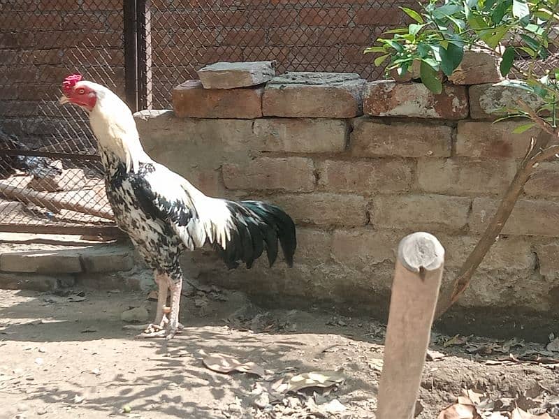 Beautiful white Mianwali Jawa rooster (fixed price) 3