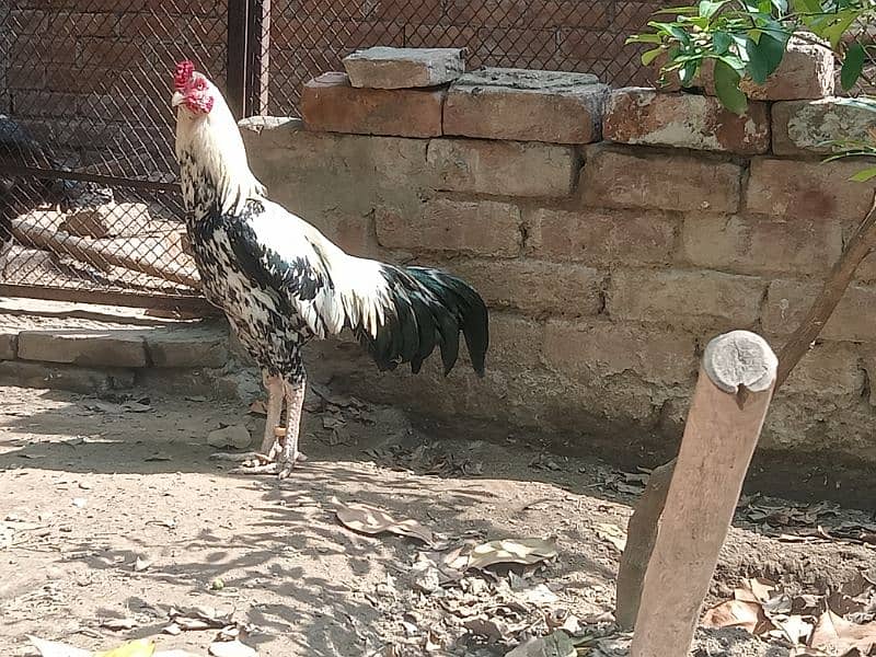 Beautiful white Mianwali Jawa rooster (fixed price) 4