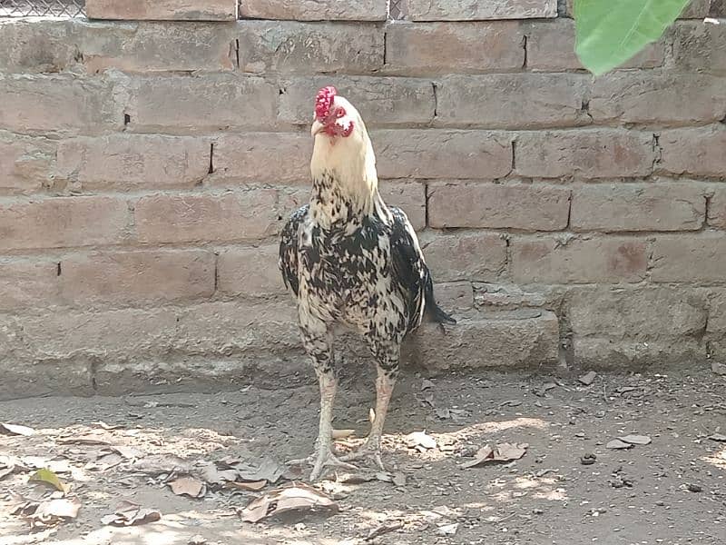 Beautiful white Mianwali Jawa rooster (fixed price) 5