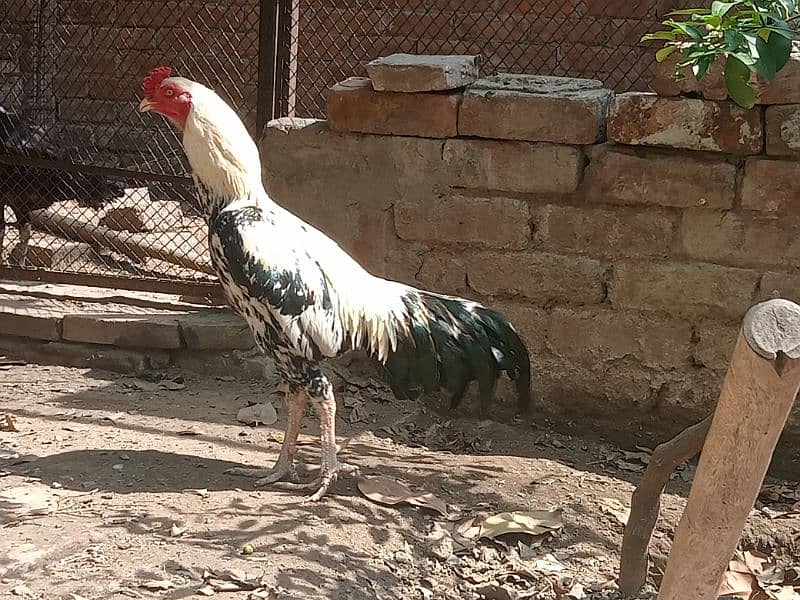 Beautiful white Mianwali Jawa rooster (fixed price) 7