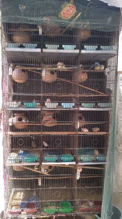Sell finches Argent whatsapp num 03178555172