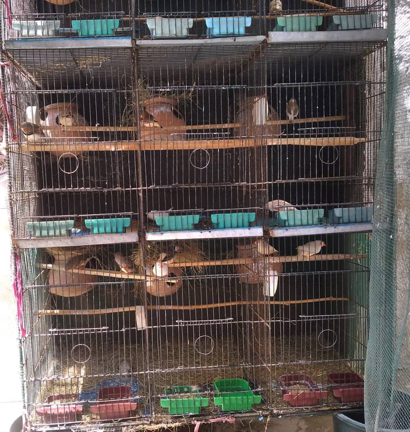 Sell finches Argent whatsapp num 03178555172 1