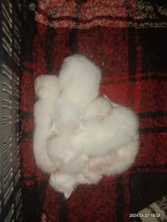 persian kittens for booking