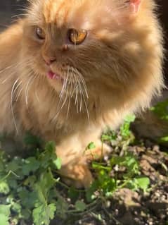 Golden-brown Persian cat