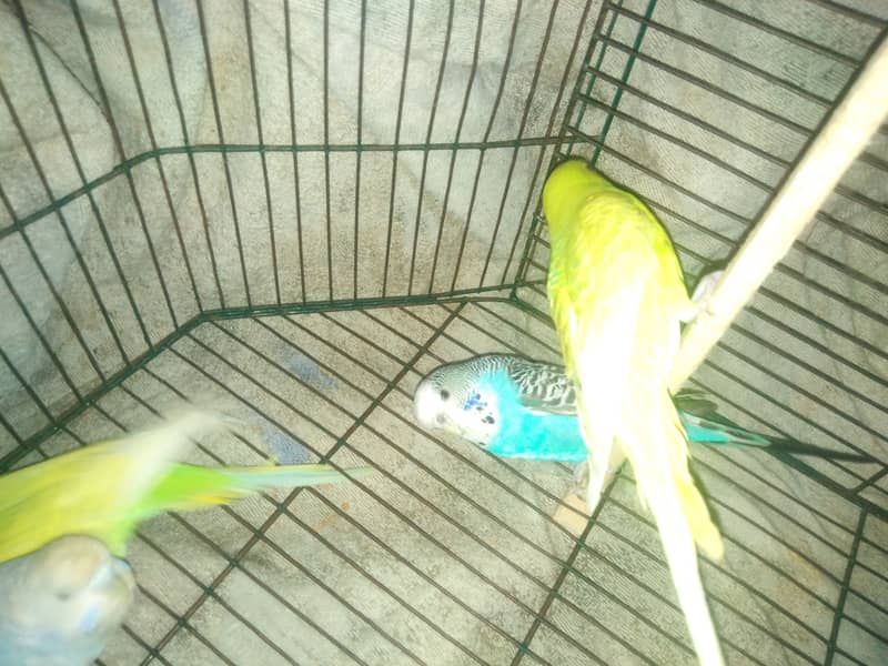 Budgies For sale 1