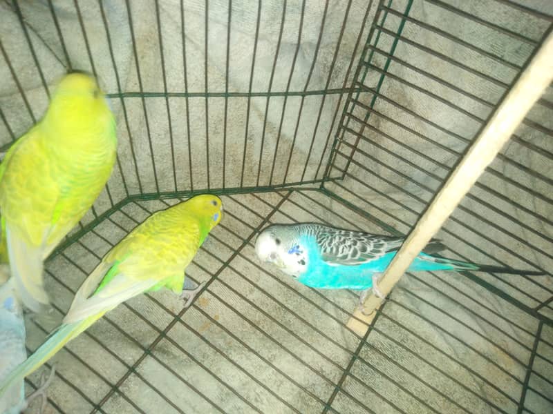 Budgies For sale 2