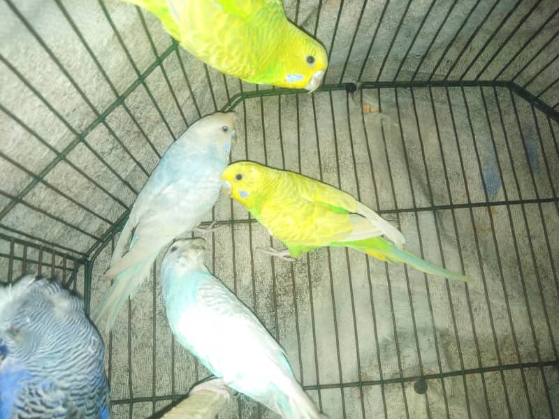 Budgies For sale 3