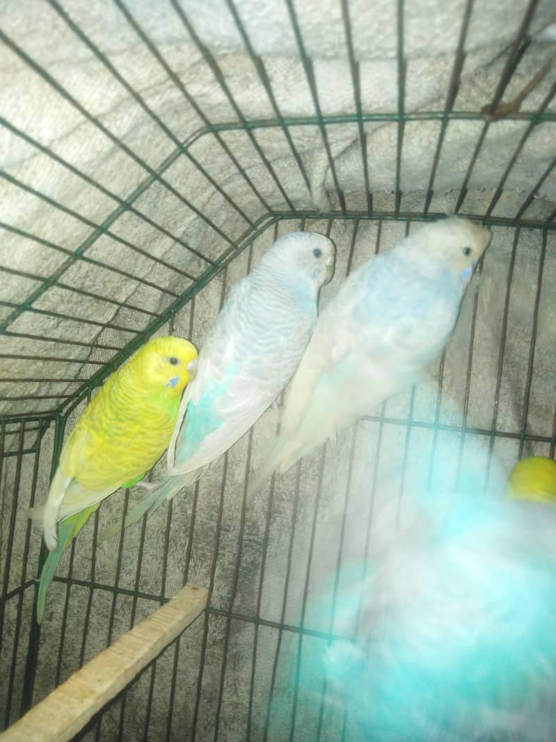 Budgies For sale 4