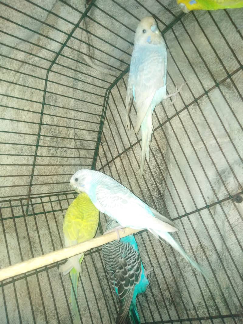 Budgies For sale 5