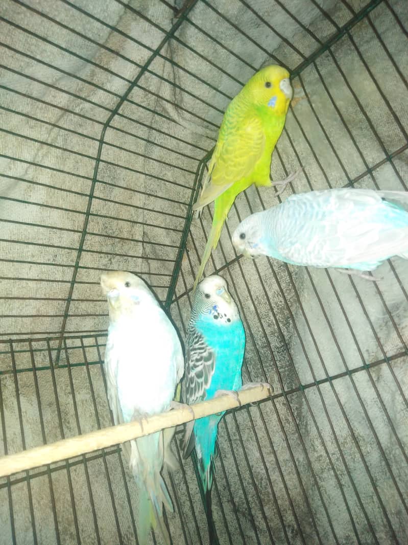 Budgies For sale 6