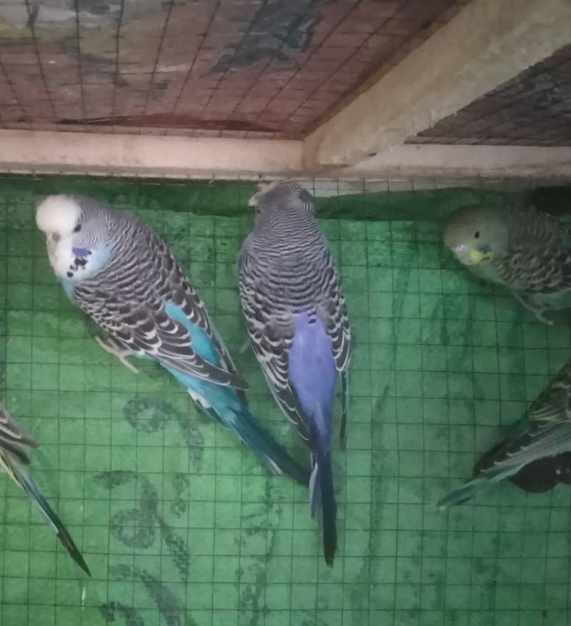Budgies For sale 7
