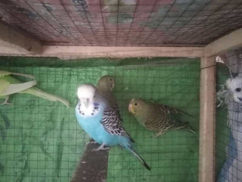 Budgies For sale 8