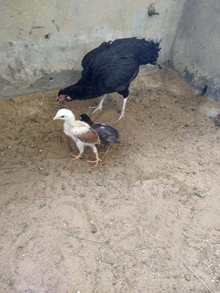 ASEEL PAIR AND ASEEL MURGHI WITH 2 CHICKS 4