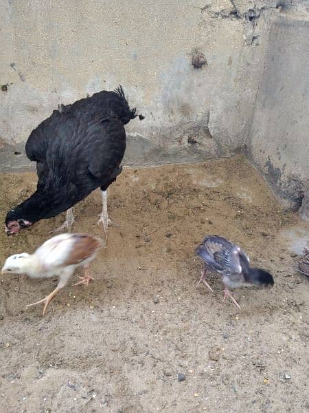 ASEEL PAIR AND ASEEL MURGHI WITH 2 CHICKS 5