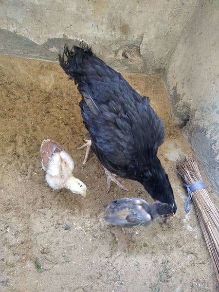 ASEEL PAIR AND ASEEL MURGHI WITH 2 CHICKS 6