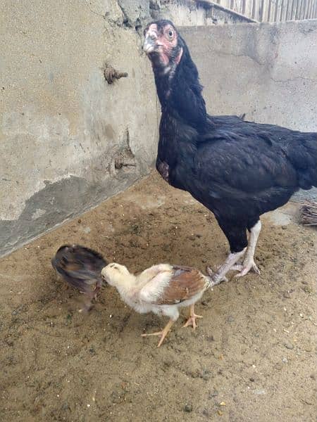 ASEEL PAIR AND ASEEL MURGHI WITH 2 CHICKS 7