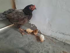Aseel murgi with 3 chicks available. . WHATSAPP 03009400759