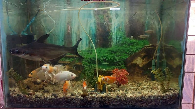 fish aquarium 1