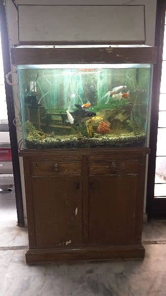fish aquarium 4
