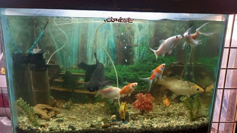 fish aquarium 7
