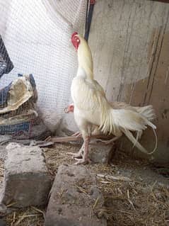 Aseel Heera male only male for sale