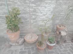 home decoration plants