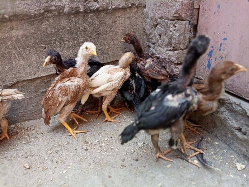 Aseel Chicks Healthy and Active For sale 5