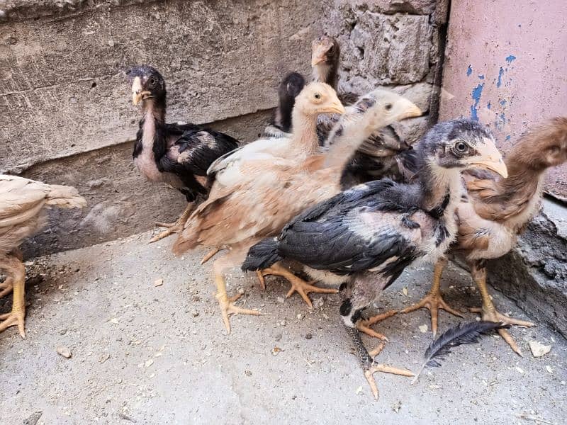 Aseel Chicks Healthy and Active For sale 8