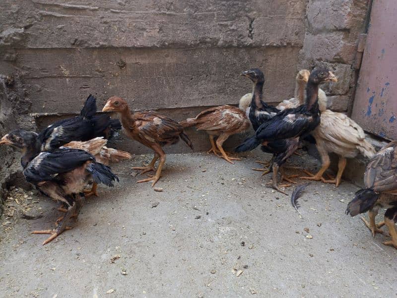 Aseel Chicks Healthy and Active For sale 9