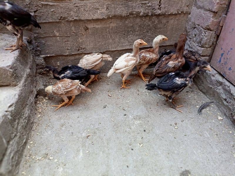 Aseel Chicks Healthy and Active For sale 10