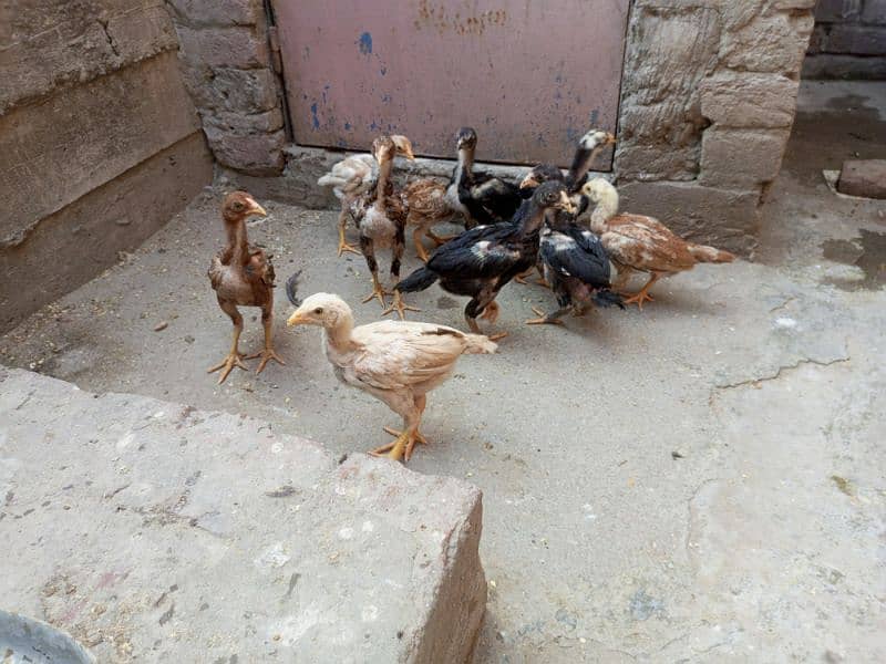 Aseel Chicks Healthy and Active For sale 11