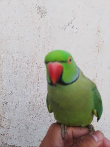 talking parrot 0