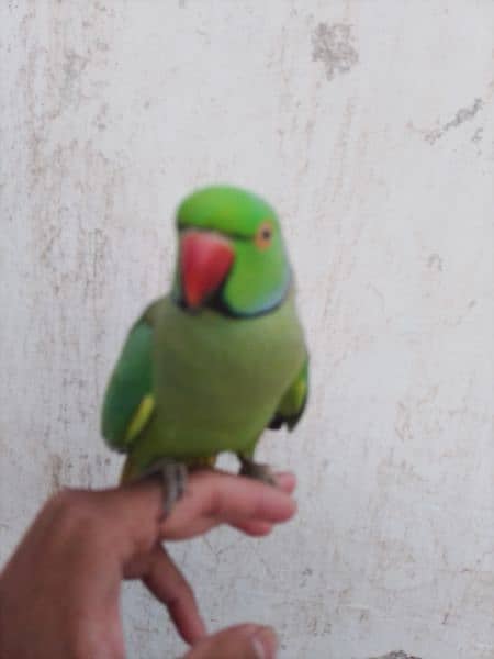 talking parrot 3