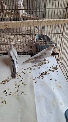 Red Pied x Diamond pied pair and pathay available